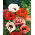 Amapola Oriental - variada - Papaver orientale - Colores llamativos que atraen polinizadores - Semillas frescas
