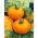 Tomate - Złoty Ożarowski - Vibrante naranja, jugosos frutos favoritos del jardín - Semillas frescas