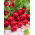 Radise - Saxa 2 - BIO - 425 frø - Raphanus sativus L.