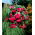 Begonia Pendula Cascade Pink - 2 bulbs
