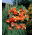 Begonia Pendula Cascade Orange - 2 bulbs