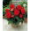Begonia Fimbriata (sfrangiata) - rossa - confezione grande! - 20 pezzi