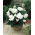 Begonia Големи двуцветни двуцветни цветя - 2 луковици - Begonia ×tuberhybrida