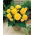 Begonia Large Flowered Double Yellow - 2 bulbi - Begonia ×tuberhybrida