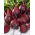 Beetroot - Betina - Early & Reliable Growth, Deep Red, Smooth Flesh - Fresh Seeds