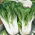 Pak-Choi - Joi Choi - Krispiga, mjälla blad, utmärkt i många rätter - Färska frön