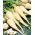 Root Parsley - Konika - Mid-Early Variety with Smooth, Thick Roots - Fresh Seeds
