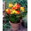 Canna Cleopatra - XL pack - 50 pcs