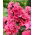 Phlox Windsor - groot pakket! - 10 stuks - 