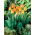 Tulip 'Daydream' - large package - 50 pcs