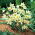 Tulipa Turkestanica - paquete de 5 piezas