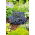 Lobelia Enana - azul - Lobelia erinus - Ideal para macetas y cestas colgantes - Semillas frescas