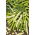 Broad Bean - Dragon - Vicia faba - Creamy Seeds, Perfect for Preserving - Fresh Seeds