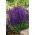Småblomstret salvie - Salvia nemorosa l. - Lange blomsterspir, flerårig skønhed - Friske frø
