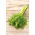 Endro – Goliath -  Anethum graveolens - Goliat - sementes
