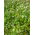 Grano saraceno "Panda" - 1 kg - 