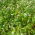 Grano saraceno "Panda" - 1 kg - 