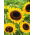 Dísznapraforgó - Taiyo - Helianthus annuus - 1 kg - Magas, támogatásra alkalmas vágott virág fajta - Friss vetőmagok