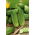 Mentimun "Edyp F1" - varietas awal sedang dengan daya tahan tinggi terhadap penyakit - 105 biji - Cucumis sativus