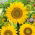 Floarea-soarelui ornamentală pitică - Sunspot - Helianthus annuus - Înfloriri vibrante, ideale pentru câmpuri - Semințe proaspete