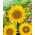 Floarea-soarelui ornamentală pitică - Sunspot - Helianthus annuus - Înfloriri vibrante, ideale pentru câmpuri - Semințe proaspete
