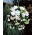 Begonia trainant - blanc - gros paquet ! - 20 pieces