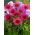 Vintage Wine eastern purple coneflower - 1 pc; hedgehog coneflower, Echinacea