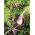 Nap furajer "Polybra" - 100 g - 