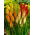 Mix Tritoma (Kniphofia) - 1 pz; poker rovente, giglio della torcia - 