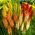 Mix Tritoma (Kniphofia) - 1 pz; poker rovente, giglio della torcia - 
