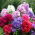 Есенен флокс (Phlox) - сорт микс - 1 бр. - 