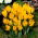 Croco a fiore grande giallo - 10 pz