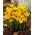 Dorothy Krokus - XXL Packung 100 Stk - 