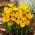 Dorothy Krokus - XXL Packung 100 Stk - 