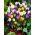 Botanische krokus selectie - 10 stuks - 