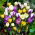 Botanische krokus selectie - 10 stuks - 