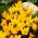 Yellow crocus - XXXL pack - 500 pcs