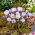 Crocus marlin bleu - 10 pieces