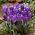 Blue Ocean crocus - XXL pack 100 pcs