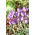 Yalta crocus - XXXL pack - 500 pcs