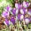 Yalta crocus - XXXL pack - 500 pcs