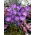 Açafrão roxo - pacote XXL 100 unid.