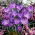 Açafrão roxo - pacote XXL 100 unid.