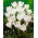 Crocus alb cu flori mari - pachet XXXL - 500 buc.