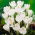 Crocus alb cu flori mari - pachet XXXL - 500 buc.