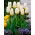 Purissima alacsony növekedésű tulipán - XXXL csomag 250 db.