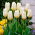 Purissima madalakasvuline tulp - 5 tk