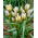 Little Star tulip - 5 pcs