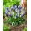 Selezione di giacinto d'uva - Muscari Mix - Confezione XXL 100 pz
