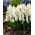 Giacinto d'uva White Magic - Confezione XXXL - 500 pz